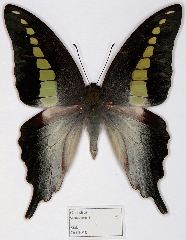 Grphium codrus schoutensis male (Biak) (Internet Image property of respective owner, non-commercial use only)